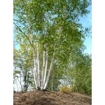 Paper Birch